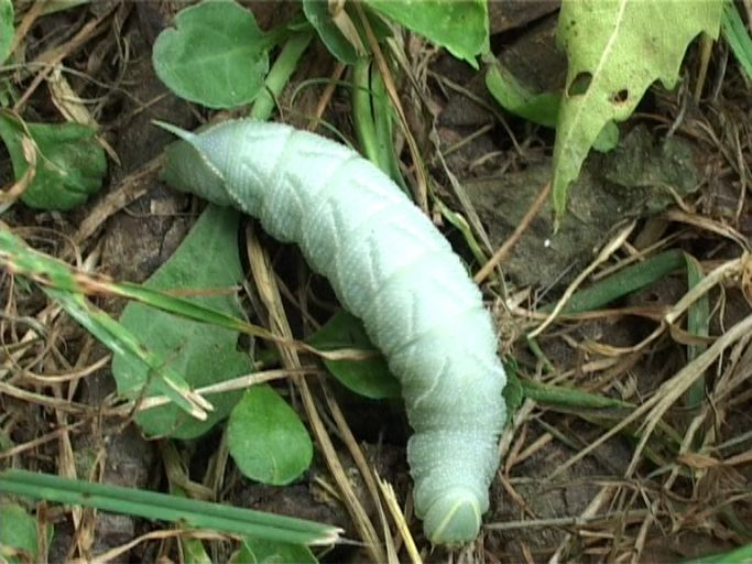 Pappelschwärmer ( Laothoe populie ), Raupe des Pappelschwärmers : Kaiserstuhl, Vogtsburg-Burkheim, im Rheinwald, 21.07.2006